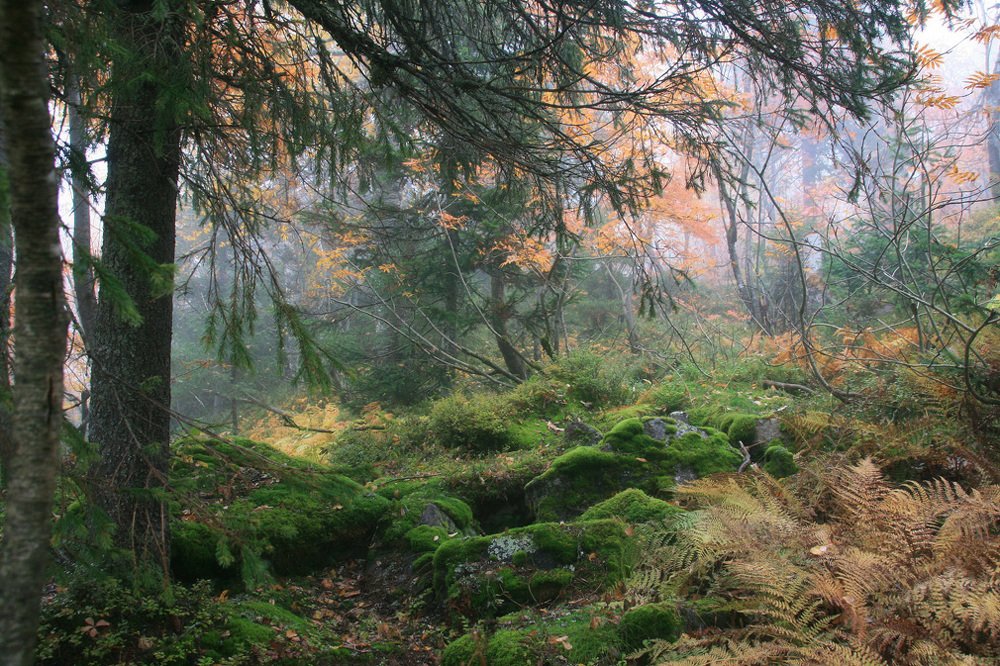 Photograph by Галина Ильясова