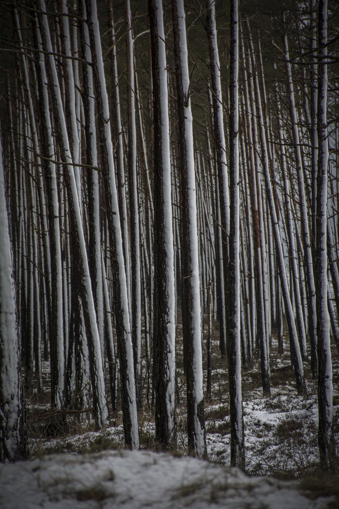 Photograph by Krists