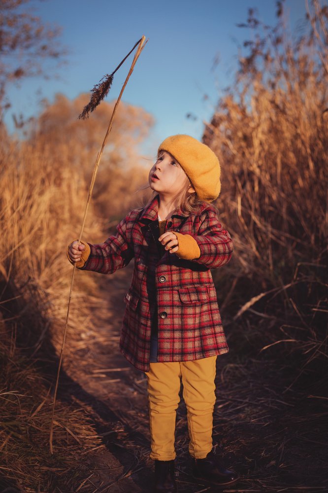 Камыш или рогоз?