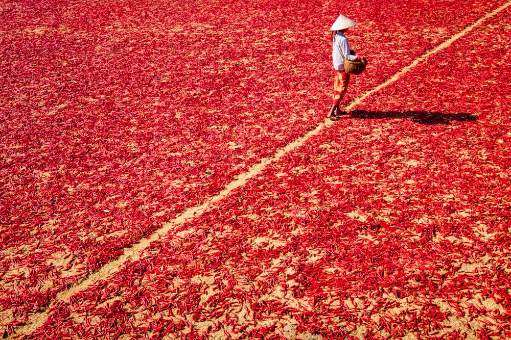Red Chili Pepper Pickers