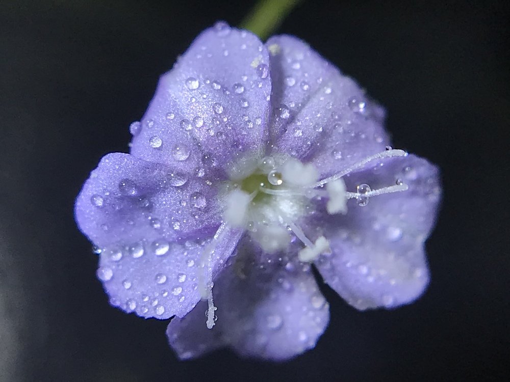 Macro photo