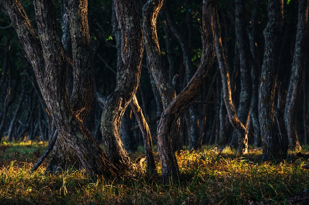 Photograph by Kaiser Sozo