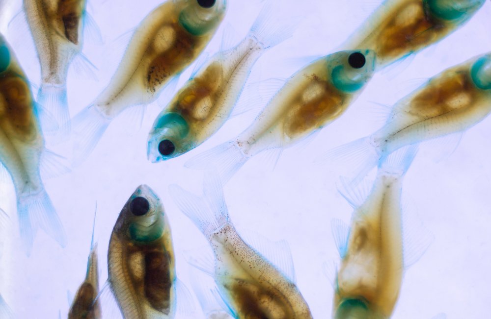 Photograph by Olga Shulzhitskaya