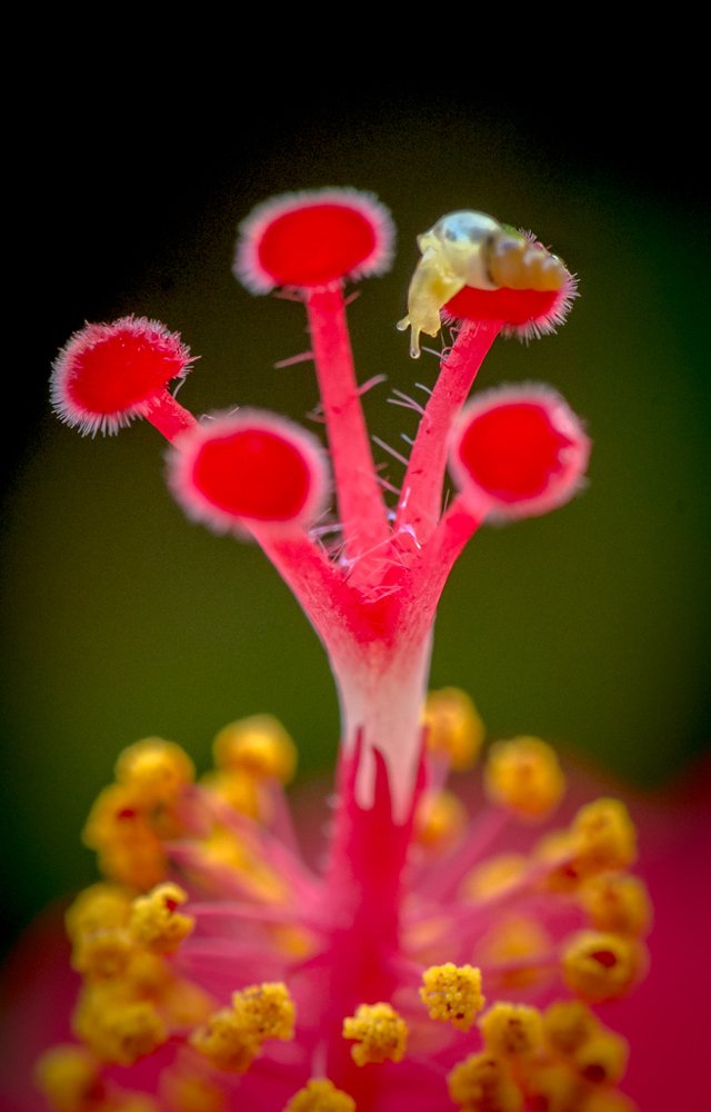 Фотография автора Maurice Leung