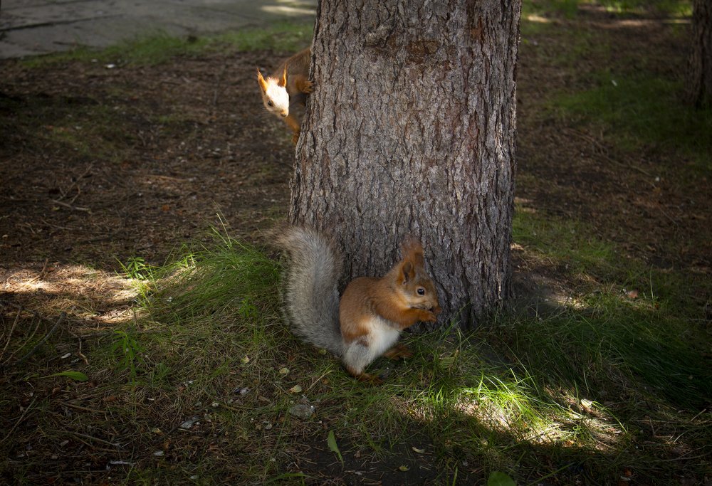 Корыстность белки