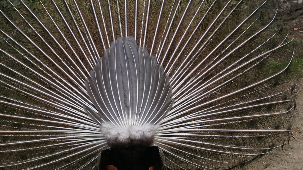 Photograph by Toomas Tõnisalu