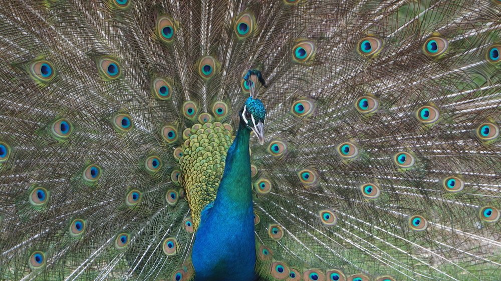 Photograph by Toomas Tõnisalu