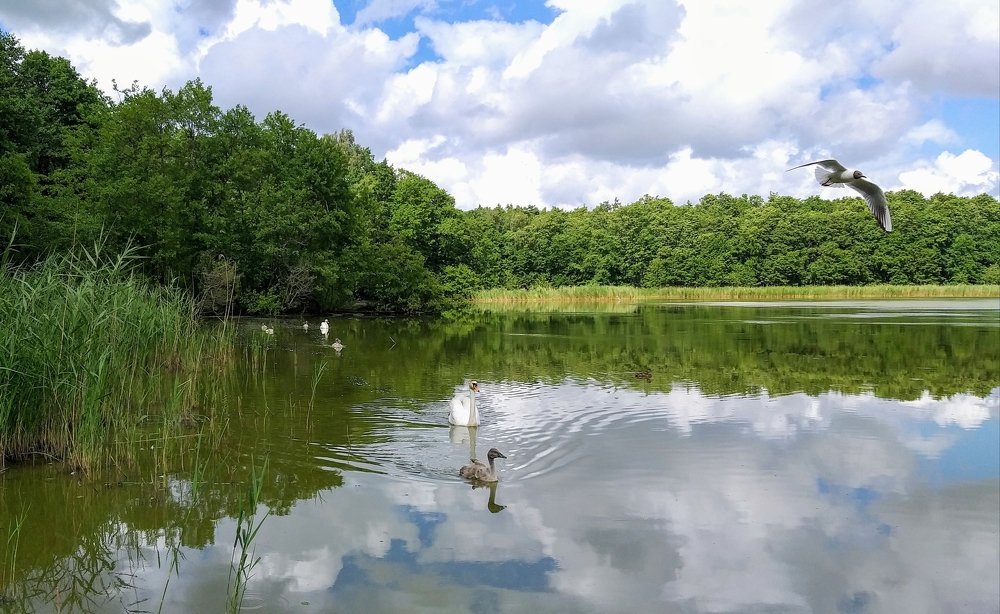 Photograph by Юлия Суздальцева