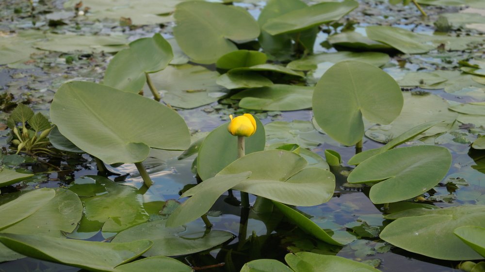 Фотография автора Наталия Привал