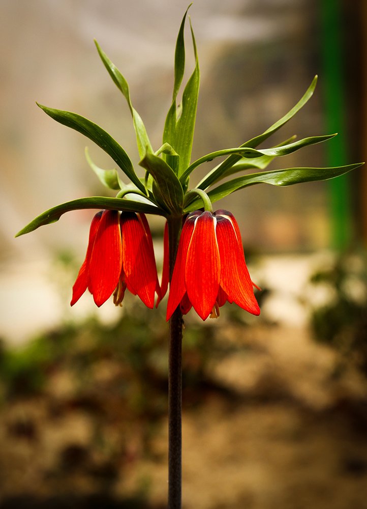 Photograph by tamaddon homayoun