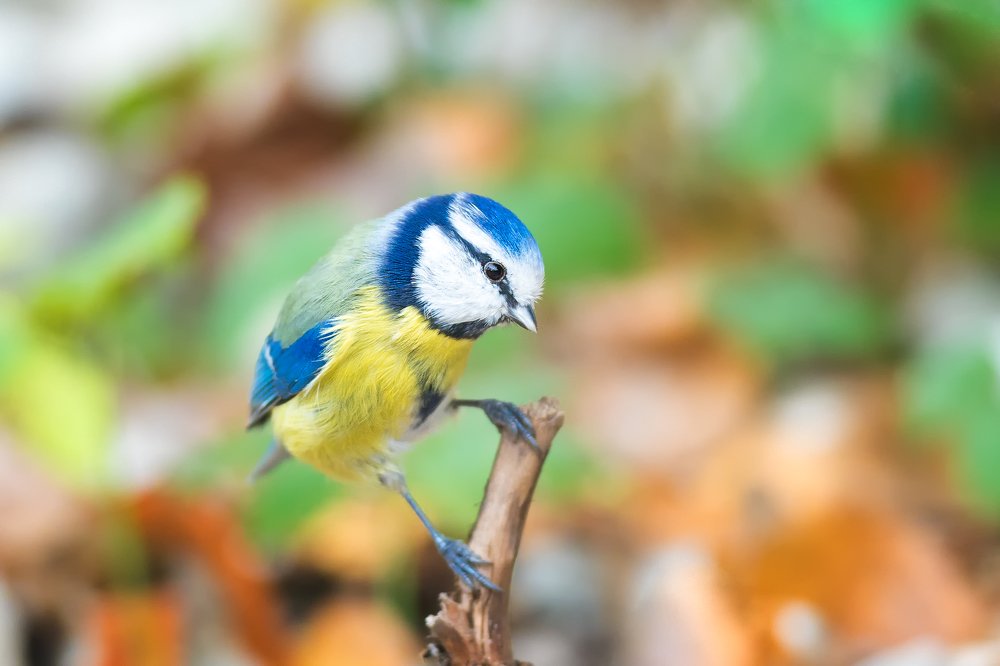 Московская палитра