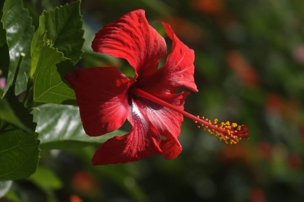 Photograph by Елена Хорошильцева