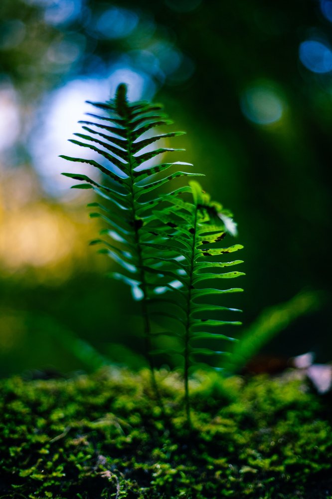 Листья папоротника