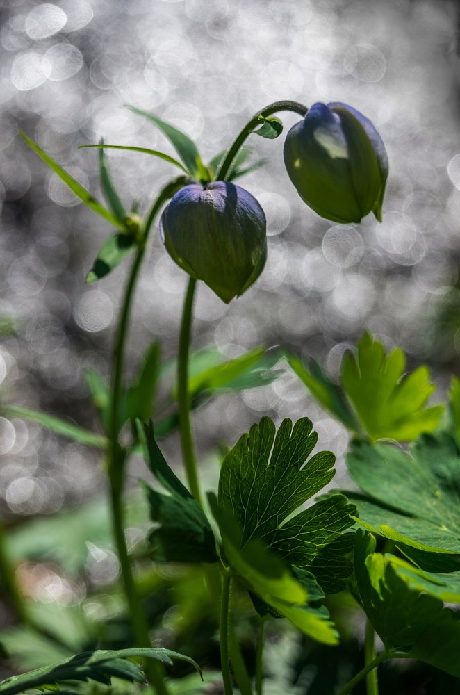 Юная аквилегия.