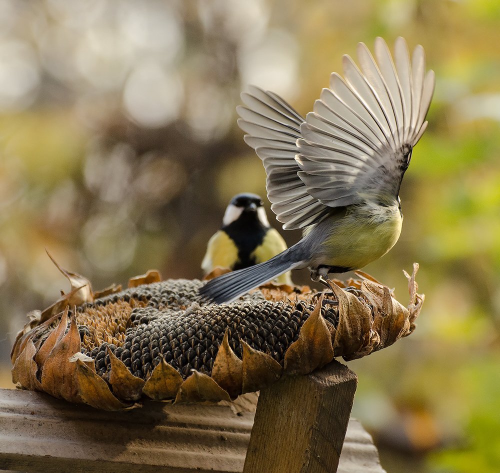 Photograph by Анна Айбетова