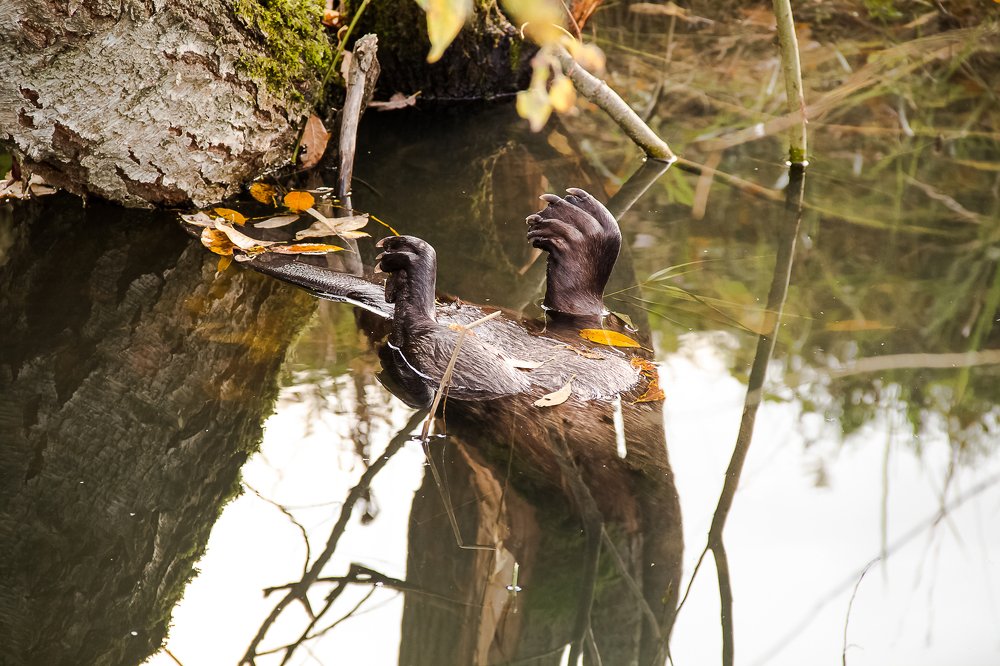 Трагедия. Мертвый бобер в реке.
