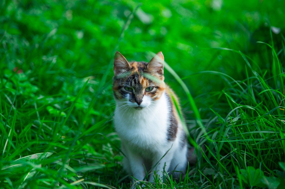 Photograph by Наталья Золотарева