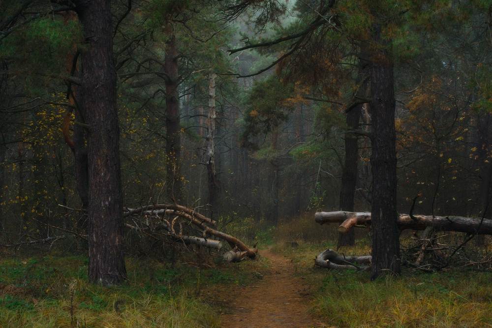 Photograph by Михаил Кудрявцев