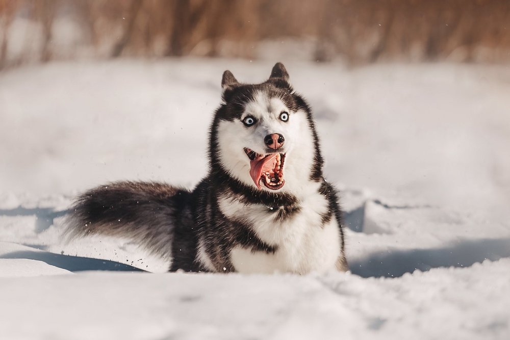 Photograph by Никитина Анна