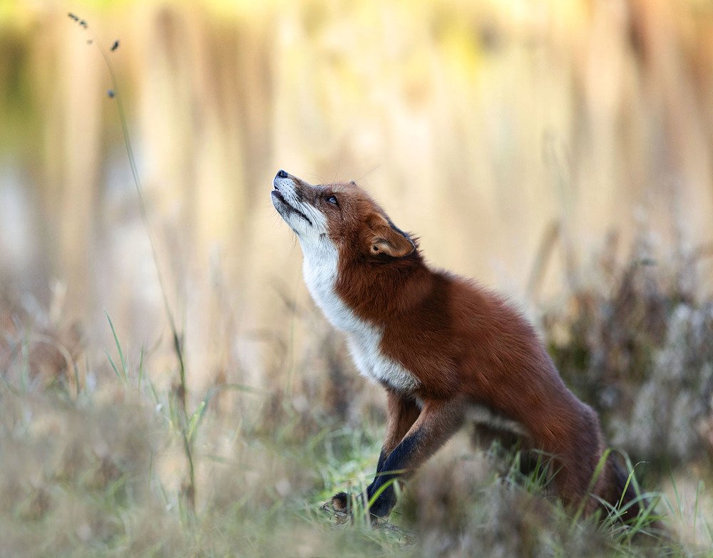 Волшебный Лис