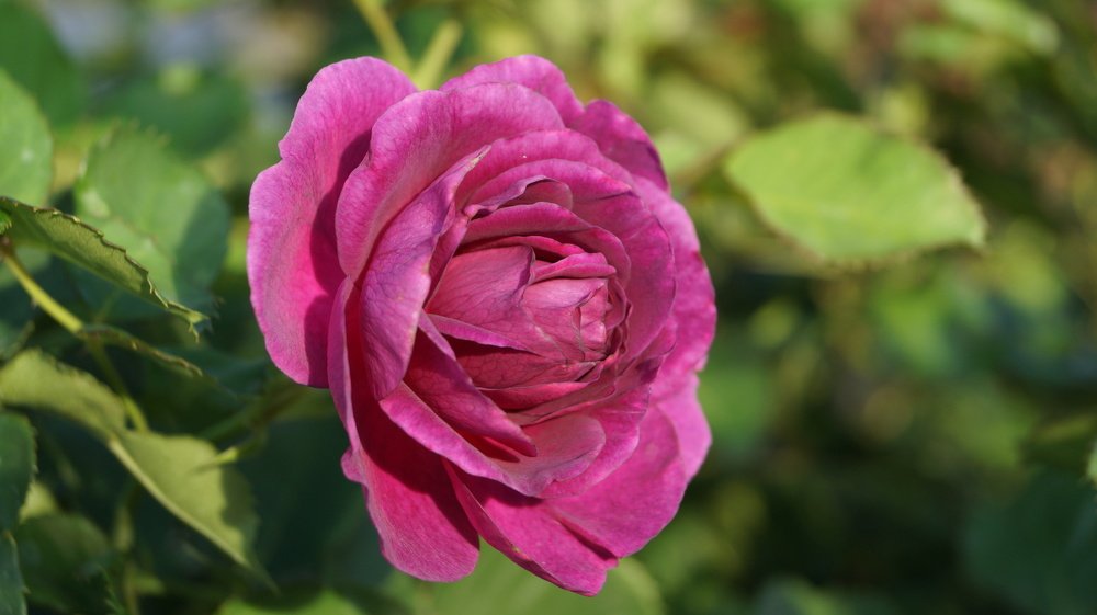 Фотография автора Наталия Привал