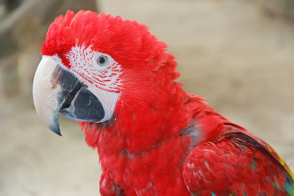 Photograph by Larisa Korsikova