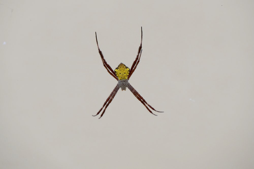 Yellow Sac Spider