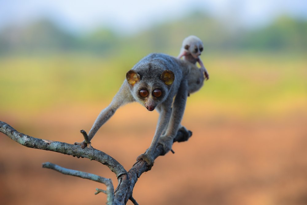 Photograph by Dilan Sachintha Jayathilake No