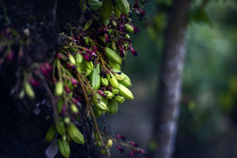 Photograph by Nunong Tindin