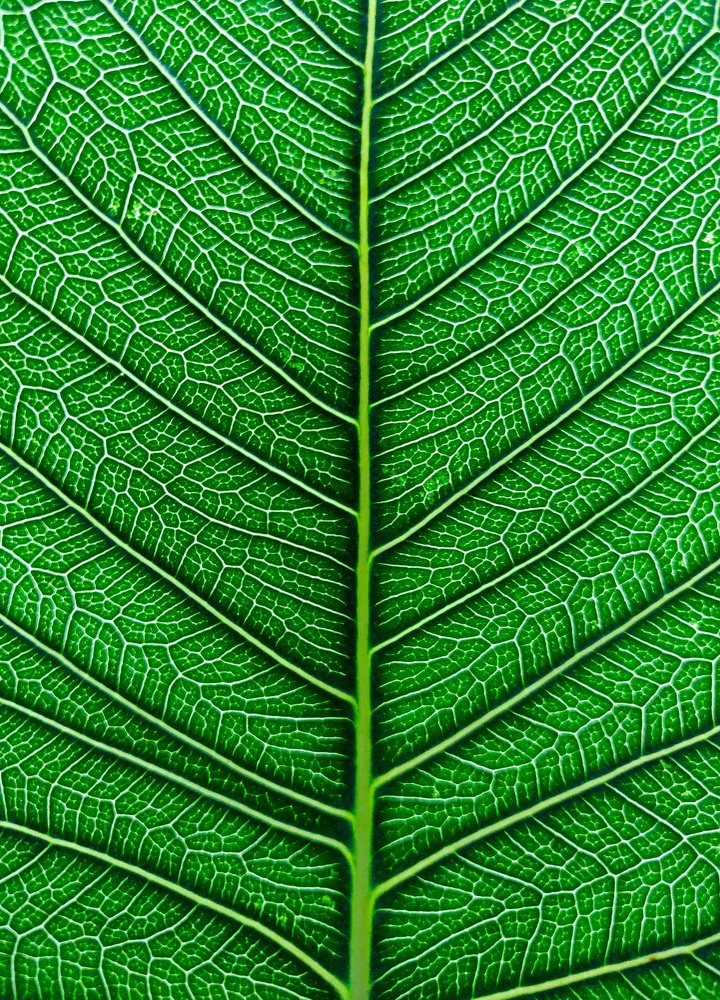 Photograph by Allen Thomas