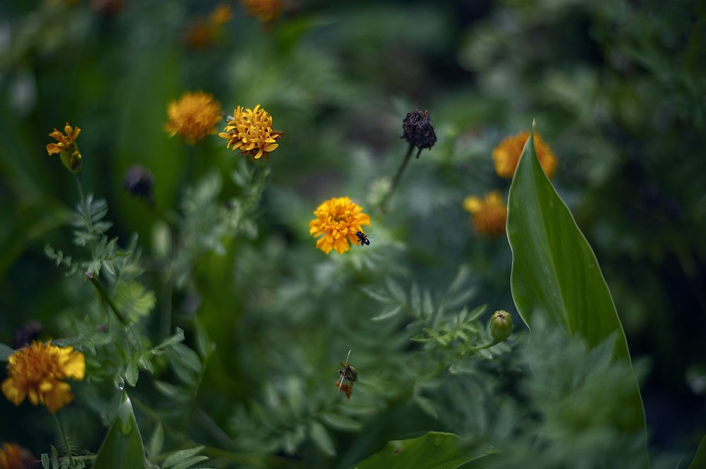 Photograph by Nunong Tindin