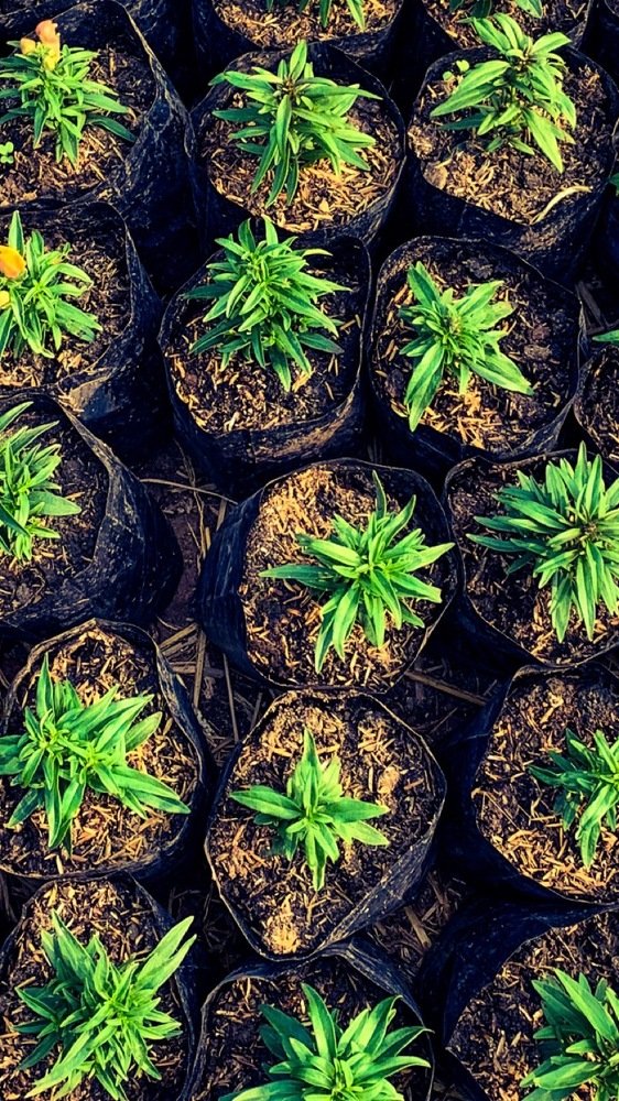 Photograph by Nyonika Rawal