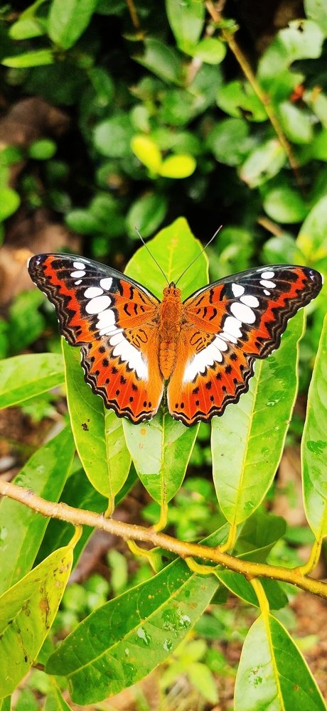 Photograph by Ajmal Pradeep