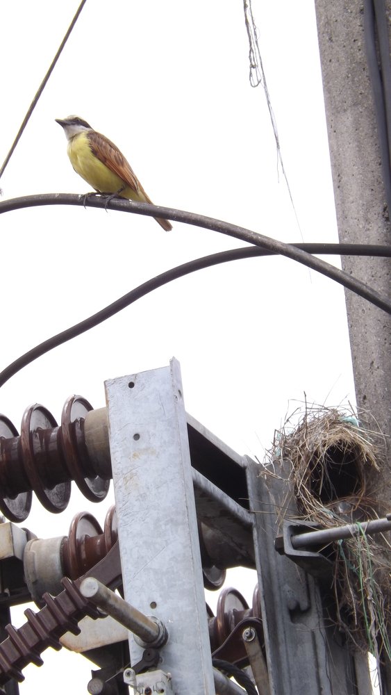 Photo #3778363