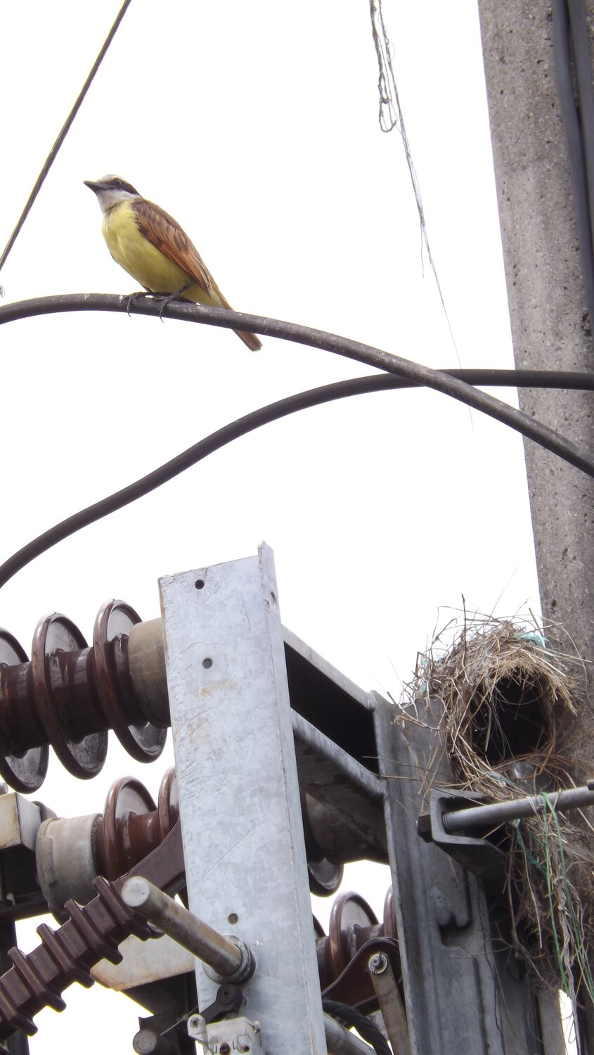 Photo #3778363