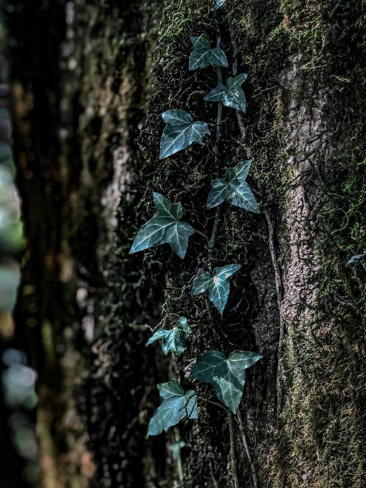 The leaves composition