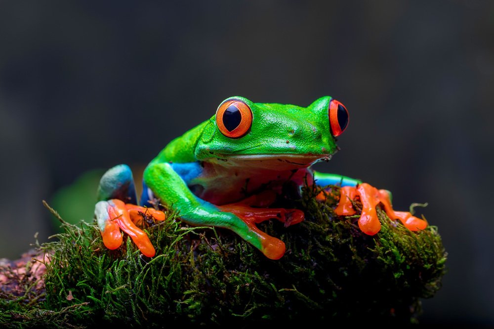 Фотография автора FATIH GONUL