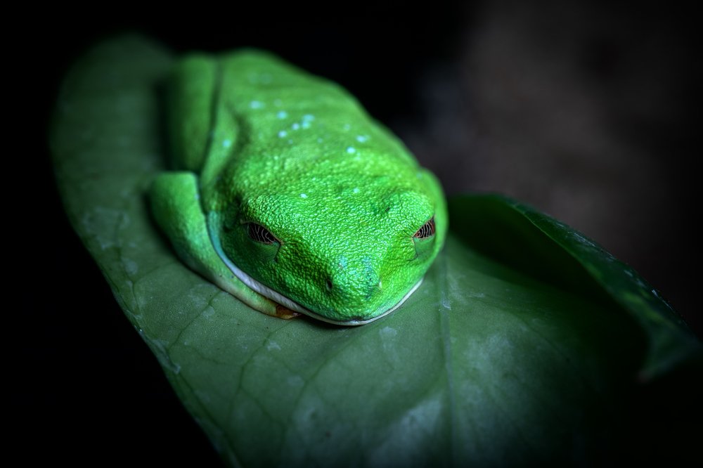 Фотография автора FATIH GONUL