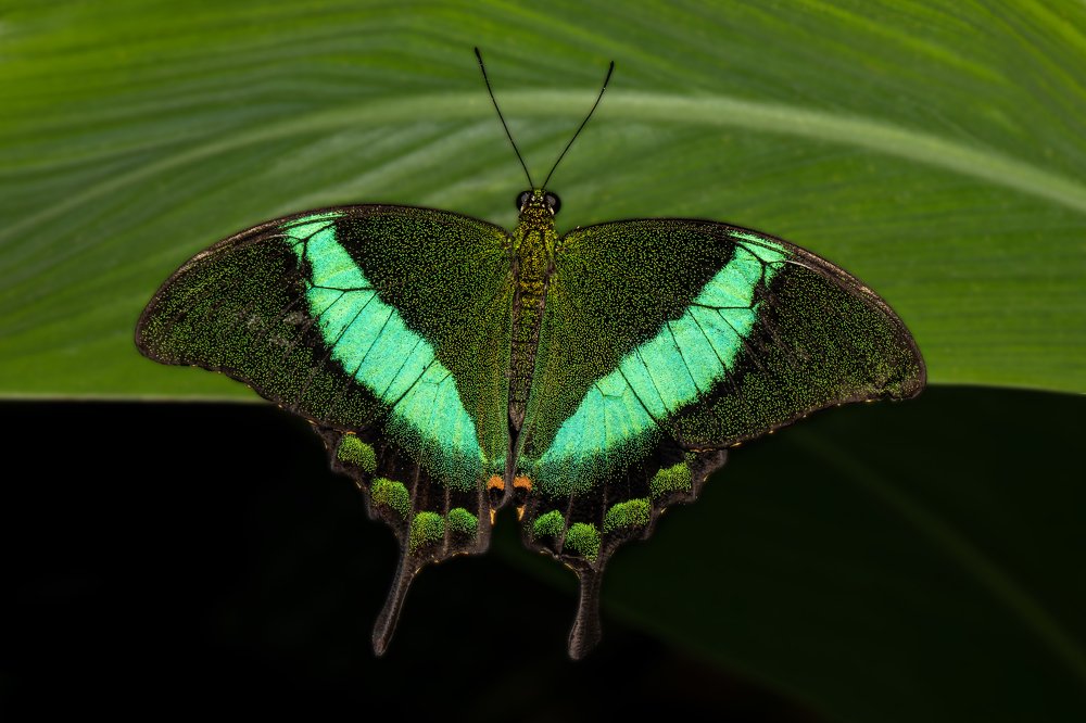 Фотография автора FATIH GONUL