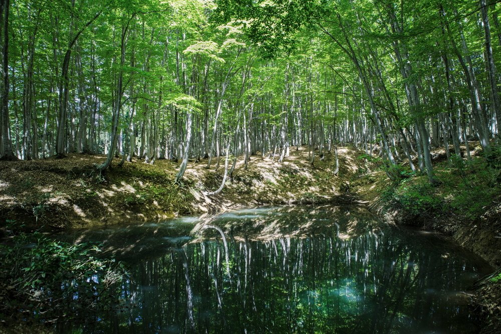 Photograph by Akiko C. Ikeda