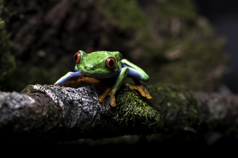 Фотография автора FATIH GONUL