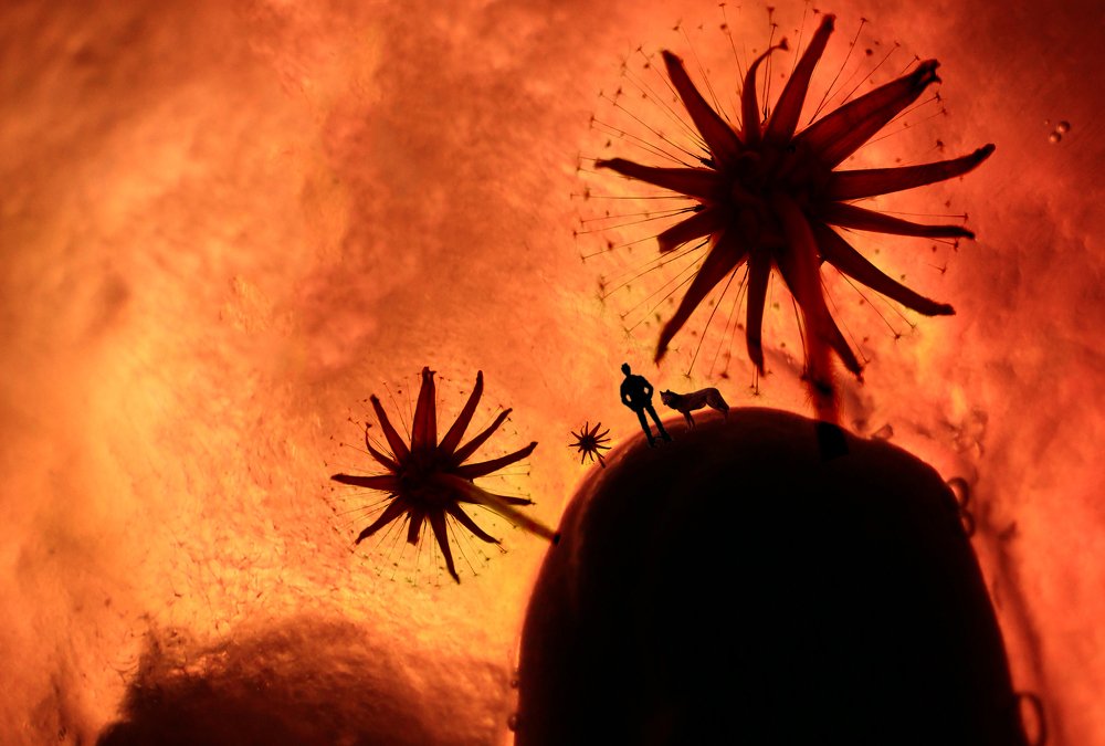 Фотография автора arabzadeh hossein