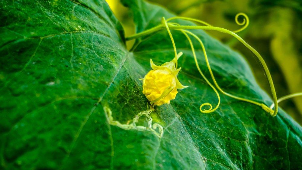 Фотография автора savitri Rawat