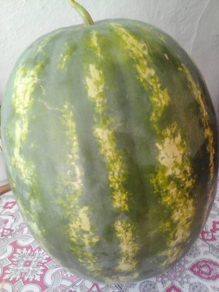 Фотография автора zivka ivanovic