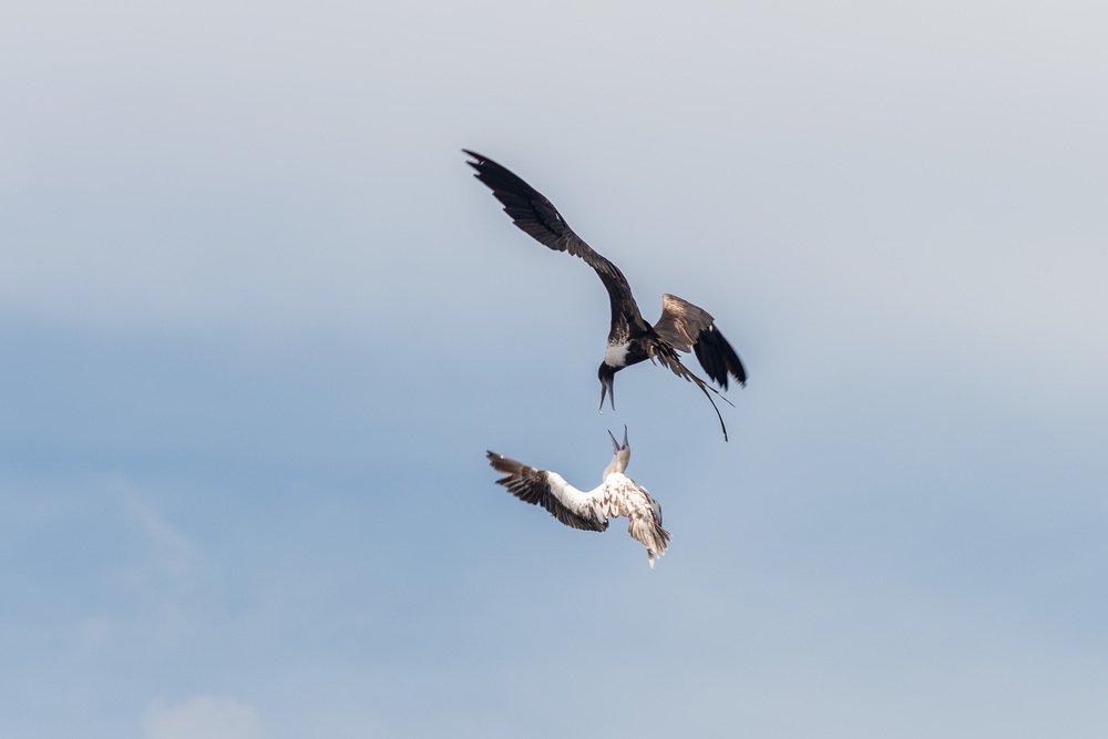 Воздушный бой