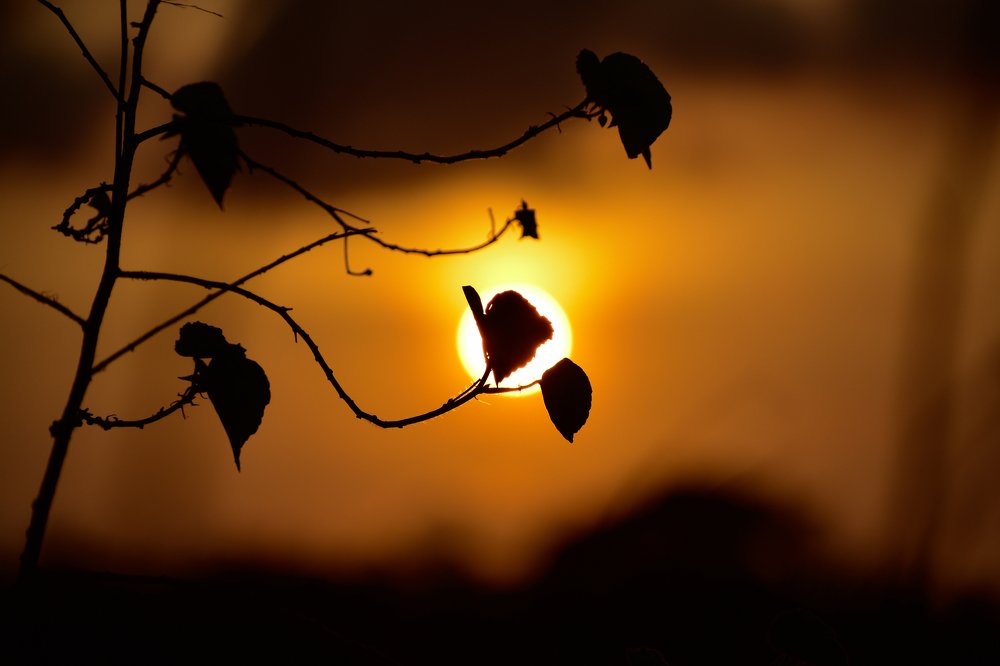 Photograph by Dilan Sachintha Jayathilake No