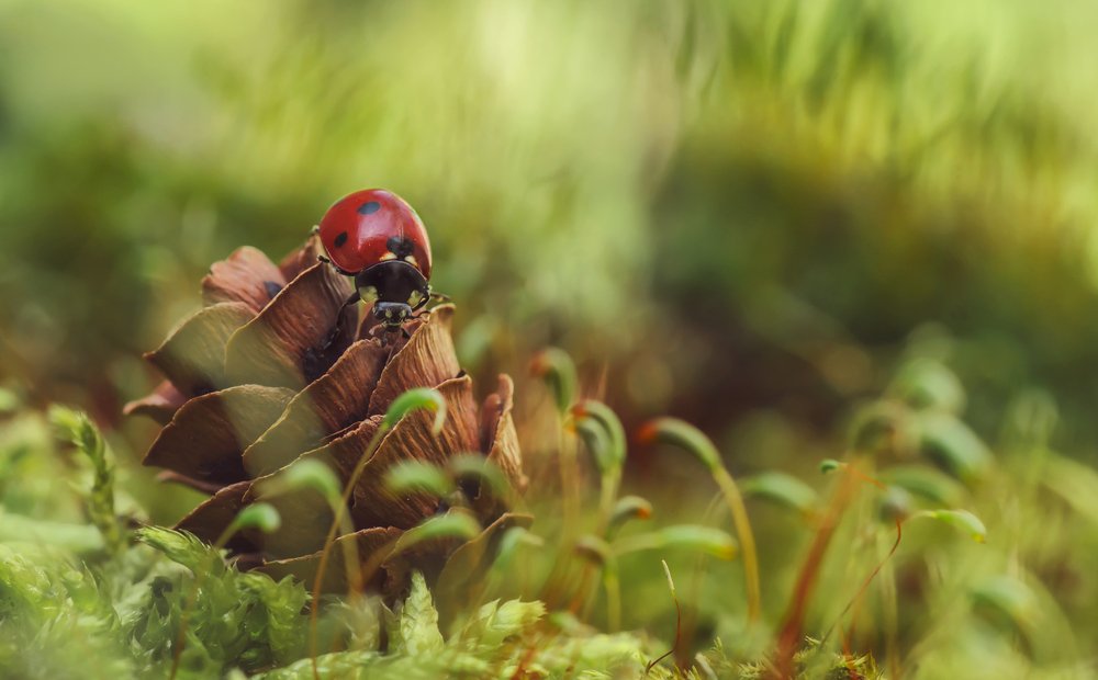 Photograph by Тараненко Анжелика