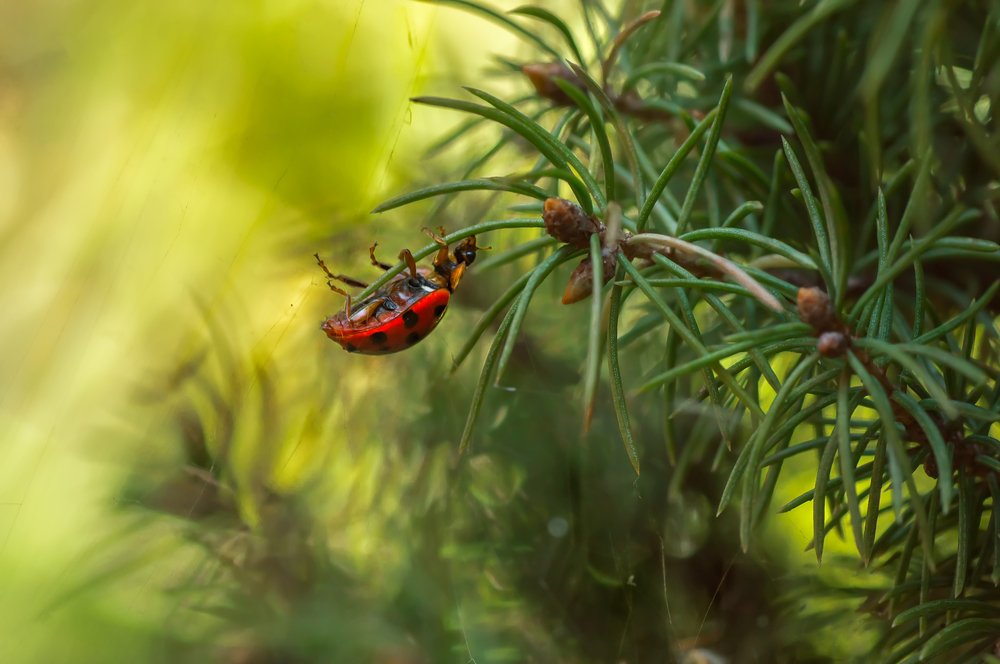 Photograph by Тараненко Анжелика