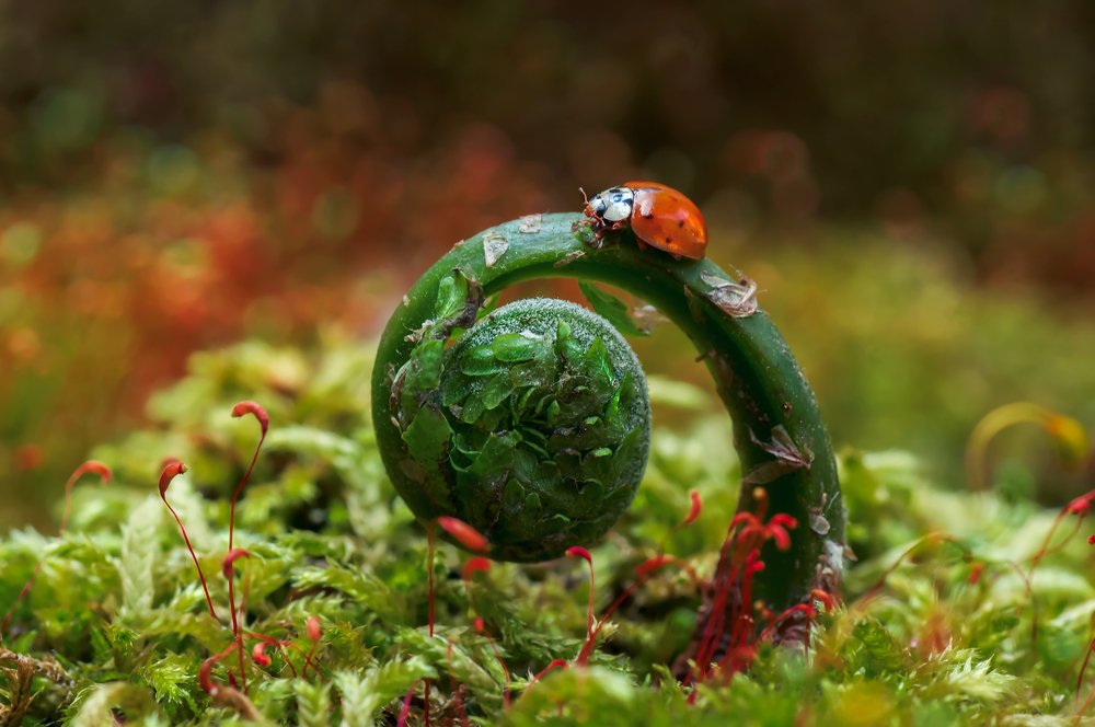 Photograph by Тараненко Анжелика