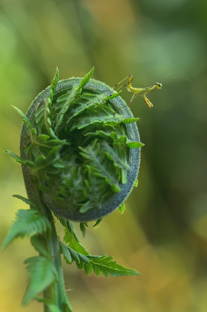 Photograph by Тараненко Анжелика